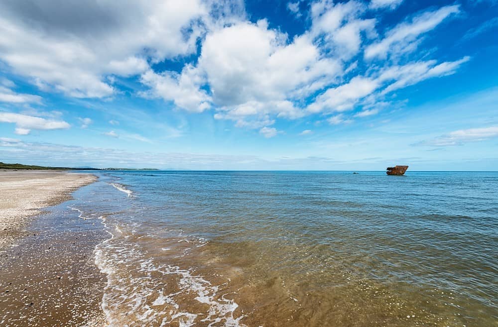 Successful Season for Baltray Little Tern Conservation Project