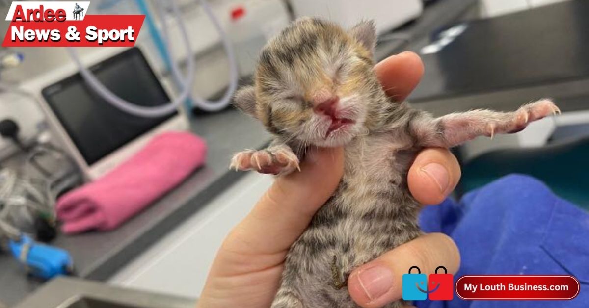 Drogheda Animal Rescue Appeals for Donations After Kittens Found Dumped in Ardee