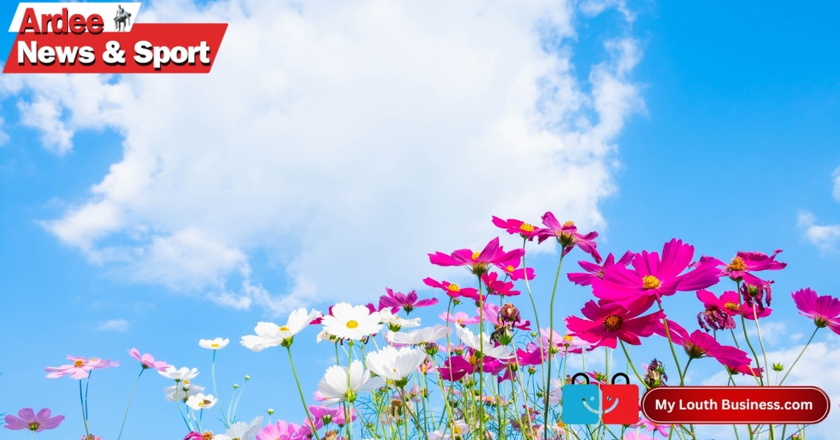 Louth in Bloom 2025: County Council Launches Annual Competition Celebrating Community, Colour and Sustainability