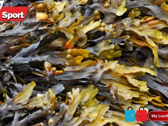 Louth County Council Addresses Environmental Alerts at Blackrock Beach After Seaweed Concerns