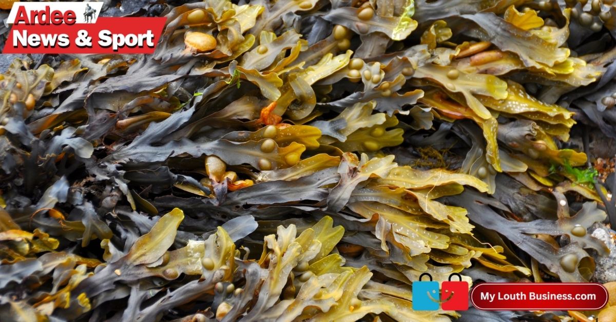 Louth County Council Addresses Environmental Alerts at Blackrock Beach After Seaweed Concerns