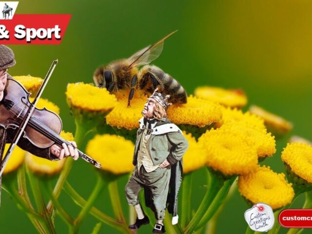 Cherrybrook Awaits Fairy Housing Plan from Darby O’Gill