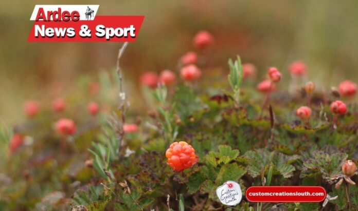 Ardee Bog Secures €7,680 for Restoration Project