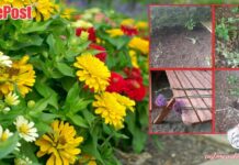 Ardee Tidy Towns Heartbreak: Main Street Vandalism Sparks Outrage