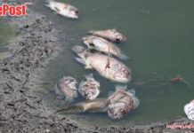 River Glyde Fish Kill: Thousands Dead After Alleged Slurry Pollution