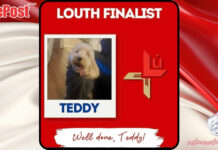 Nose of Tralee: Louth’s Own Teddy Needs Your Vote!